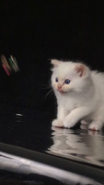 Котик рэгдолл. Питомник Plushdollru