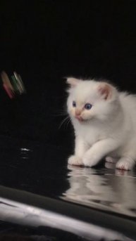 Котик рэгдолл. Питомник Plushdollru