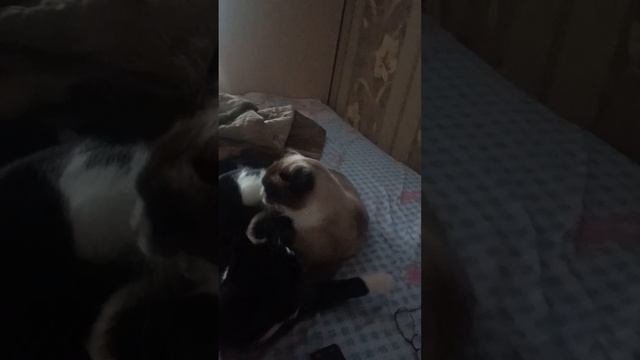 Смешные кошки