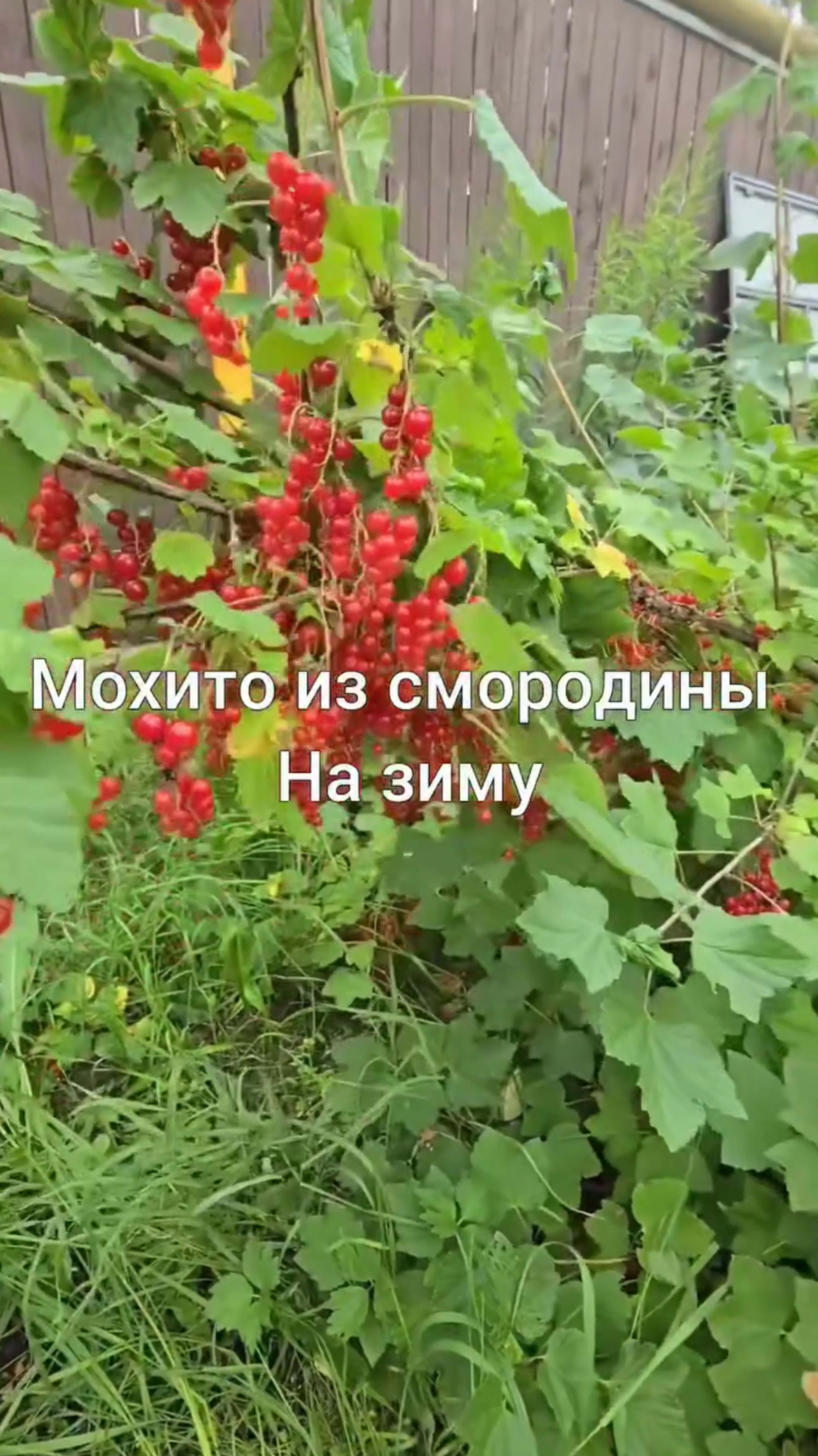 Вкуснейший Мохито из красной смородины на зиму