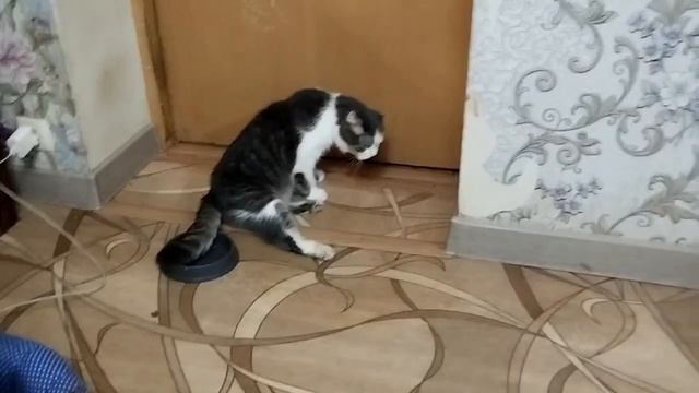 Совсем плохо стало Цезарю
