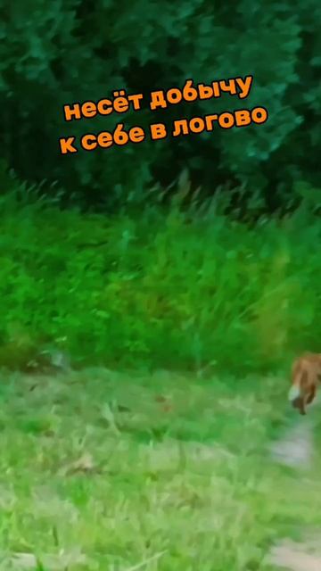 ЛИСИЦА с добычей / ЛЕТО 2025 / Великий Новгород / Мячино