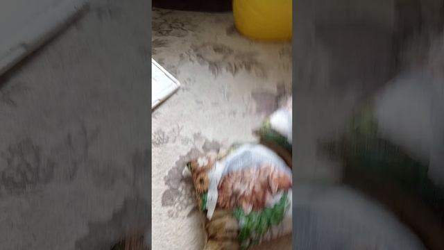 Мои цыплята