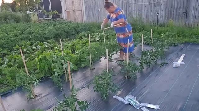 Сельчанка в Америке. ПОДВЯЗЫВАЮ ПОМИДОРЫ ТАКИМ СПОСОБОМ ВПЕРВЫЕ.