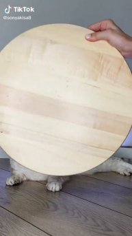 делаю сайты и рекламу в Яндексе для вас) продажи услуги. в профиле инфа