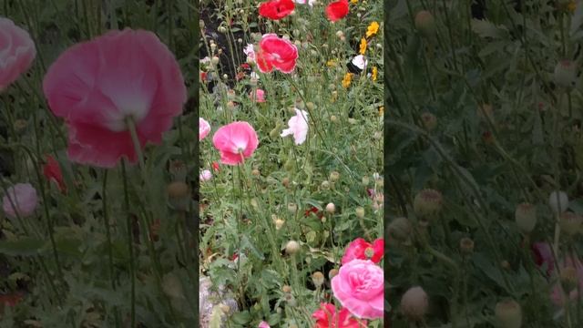 YouCut_20250707_224007641.mp4