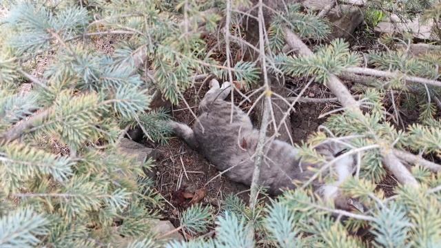 Кот валяется в укрытии