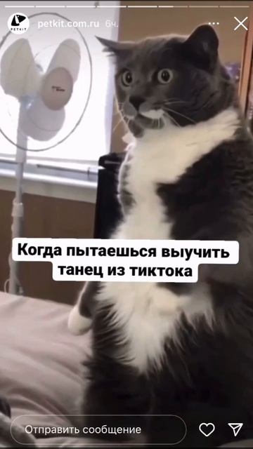 Жиза?