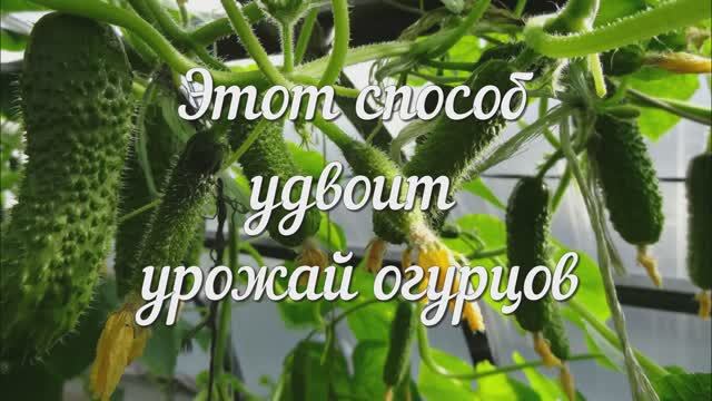 Этот Способ Удвоит Урожай Огурцов!