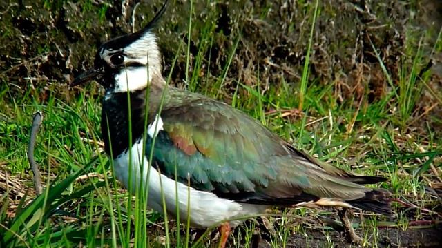 Самка чибиса воспитывает маленьких птенцов