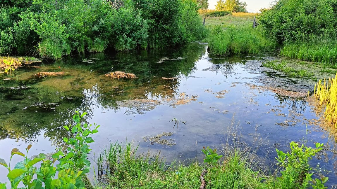 Прогулка по деревне, поход на ключик, поход на мочилище, сбор урожая репы.