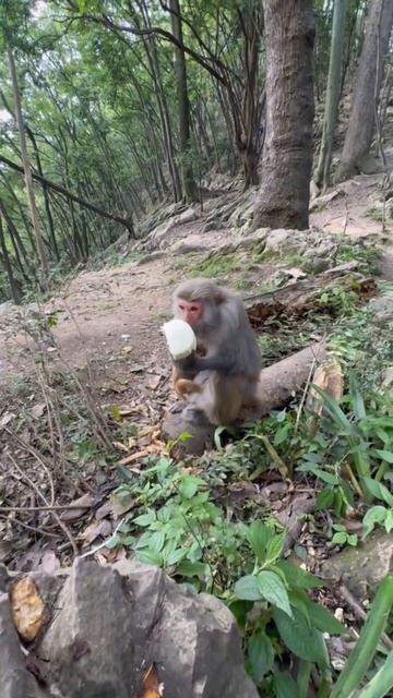 Обезьяна и вонючий дуриан