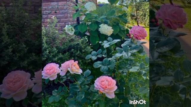 "Как же мне не хватало этих солнечных дней!'