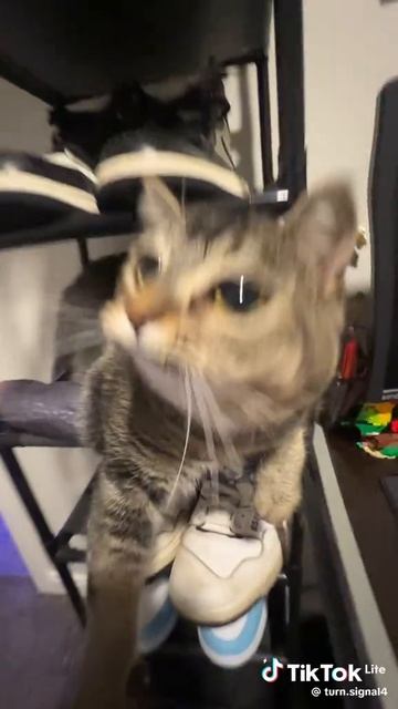 делаю сайты и рекламу в Яндексе для вас) продажи услуги. в профиле инфа