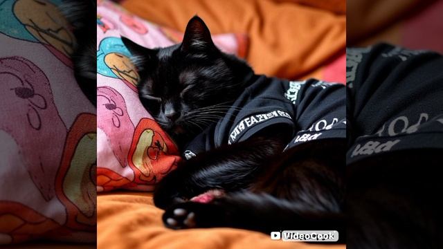 Кот репер.