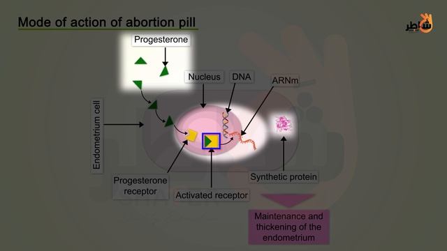 Contragestive methods