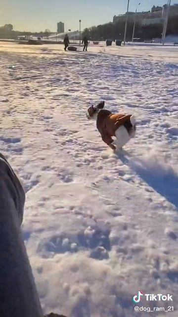 делаю сайты и рекламу в Яндексе для вас) продажи услуги. в профиле инфа