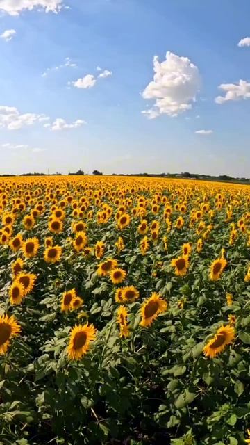 Подсолнухи слоу-моушен (slow motion).