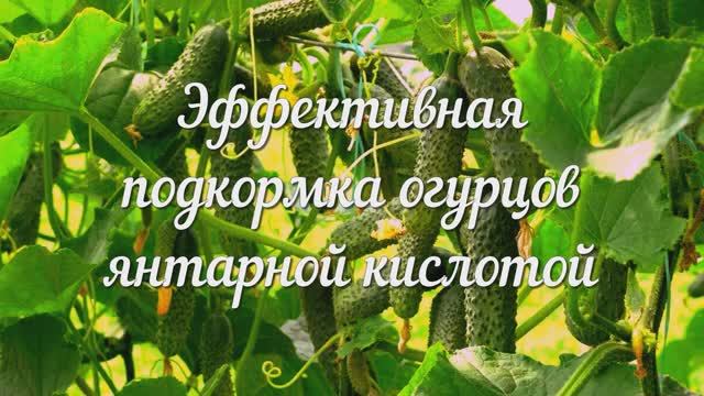 Янтарная Кислота для Огурцов. Секреты для Ускоренного Роста и Урожая
