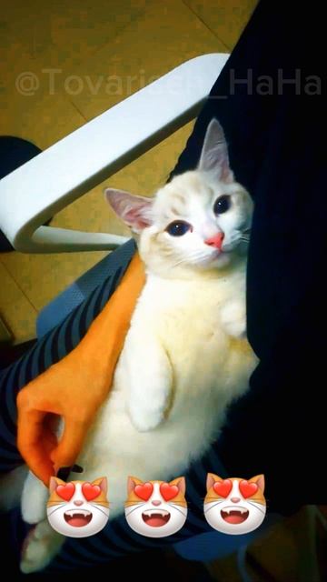 Милые глазки кошечки