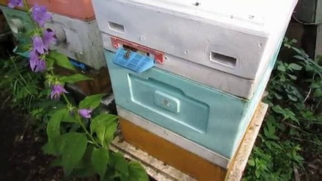 пчела Элгон на ячейке 4,9 мм - расширение , подстановка вощины и результат ,  7.07.2025