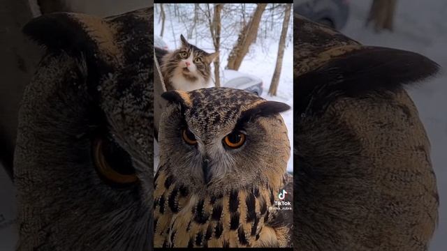 маскировка 80 уровня