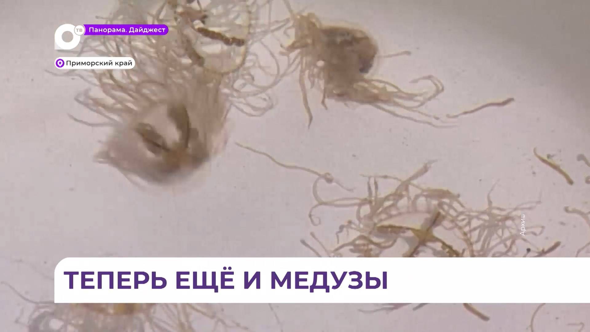 Медузы появились в приморских акваториях