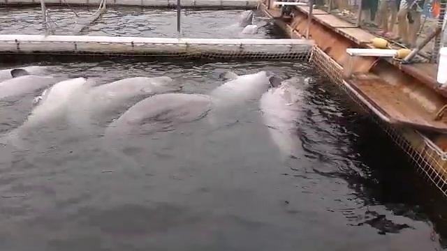 #youtube#sea#animals#ЕЛУХИ в бухте Средняя.