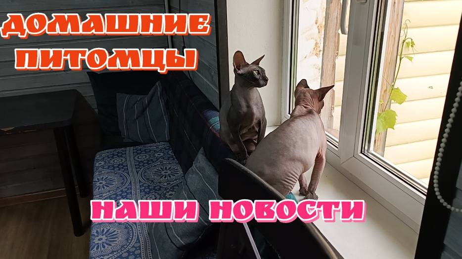 Сфинксы и Орик,смешные коты/Домашние любимцы