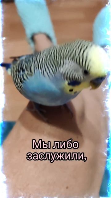 Попугайчик Кеша