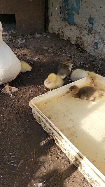 1000023573.mp4 уточки,,,