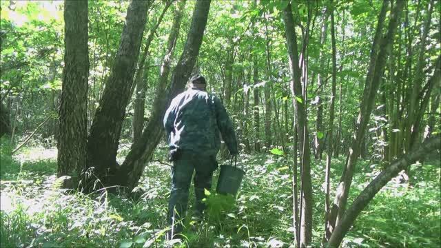 На разведку по грибы