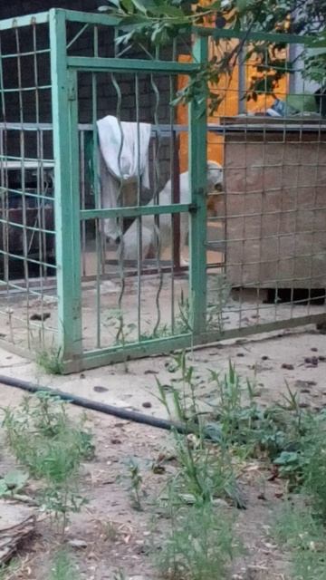 И. Штраус Персидский марш Попов Максим,Кулёмина Ольга, Соколова Милослава, Ичеткина Полина