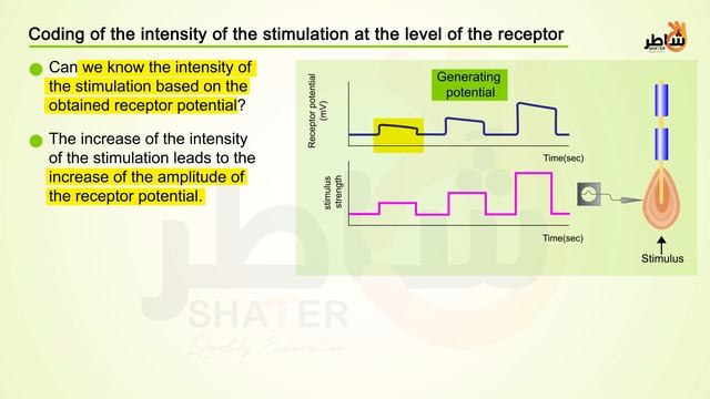 Sensory receptor and nerve message_Eng (1080p with 25fps)