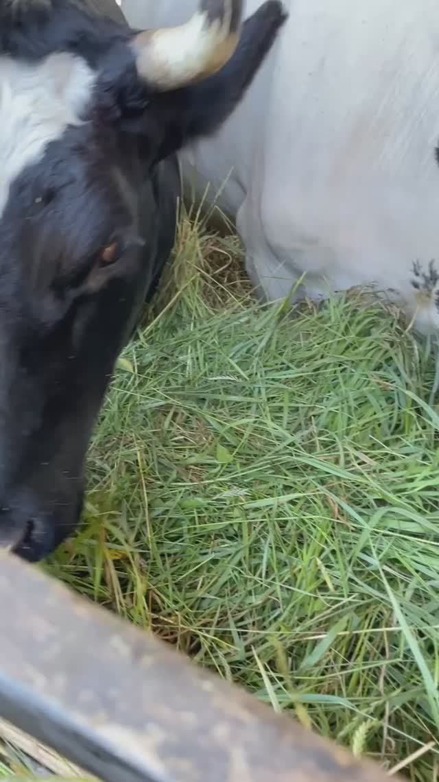Как зовут моих коровок☺️Красавицы кушают