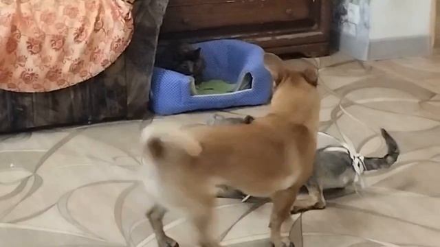 Катька и Мышка  спелись, теперь держись кто может.