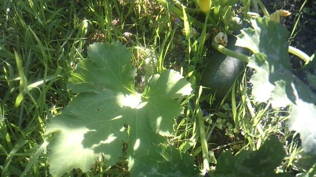 Наше второе кабачковое растение - обзор