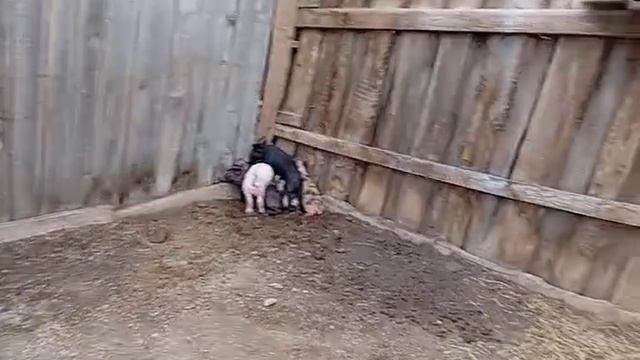 Онуфриево. Ещё бояться.