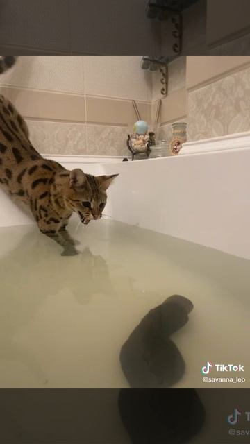 делаю сайты и рекламу в Яндексе для вас) продажи услуги. в профиле инфа