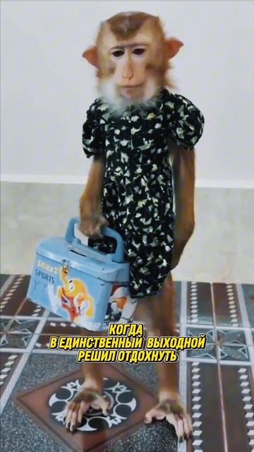 Выходной. Жиза 😂😂😂 #смешноевидео #семья #юмор #приколы