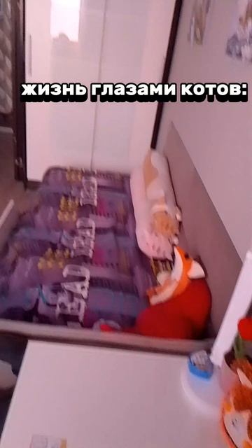 Пов:жизнь глазами кота🙀