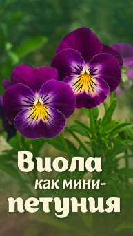 Какие цветы выбрать для холодного лета? Вот отличный вариант