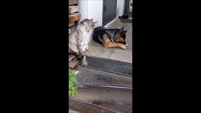 Собака. Кот. Том и Кос