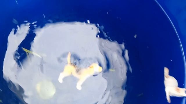 ырка пришёл