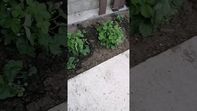 YouCut_20250707_071038365.mp4