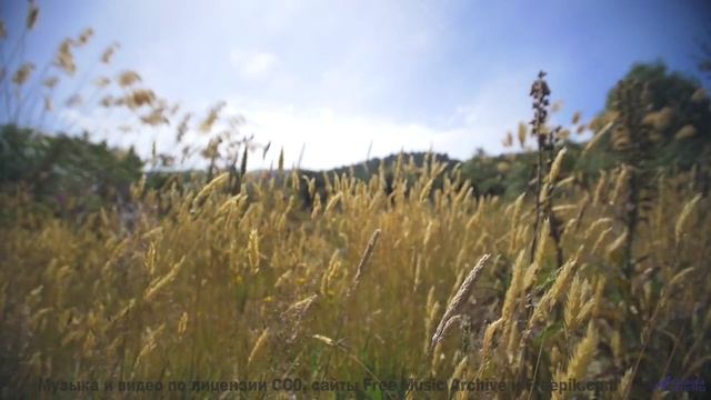 Леса звучат как музыка сердца вместе с этим треком - Ha, my pilot is half way to the palm rain -- A
