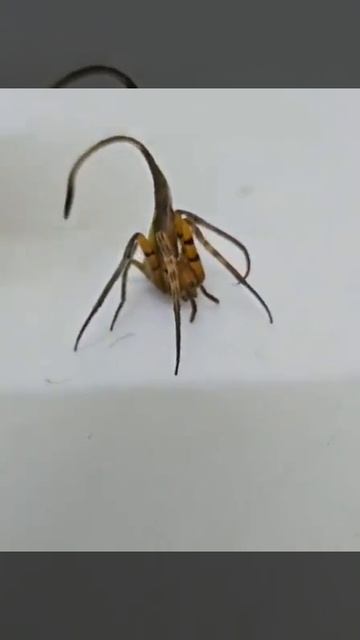Знакомьтесь: Poltys — пауки-«невидимки» из семейства Araneidae (кругопряды)