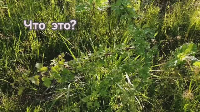 Помогите распознать кустик!  Что это?
