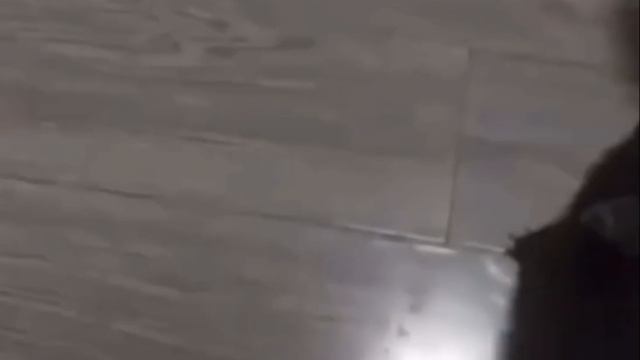 Котёнок жадно кушает