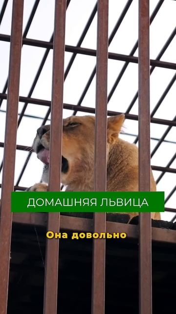 Держит ЛЬВА на ферме! Подробнее в полном выпуске на канале «Своя еда» #лев #животные #ферма
